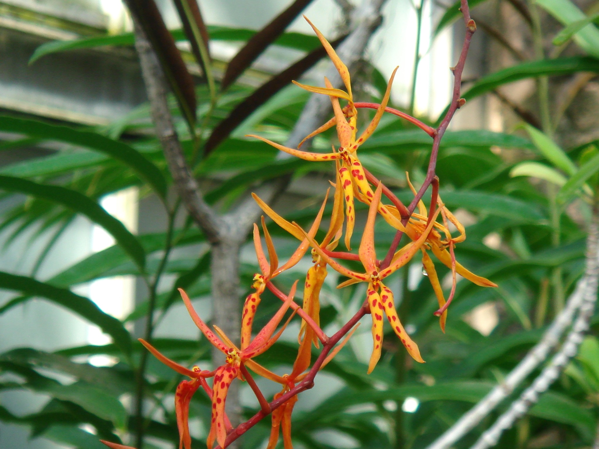 Renanthera